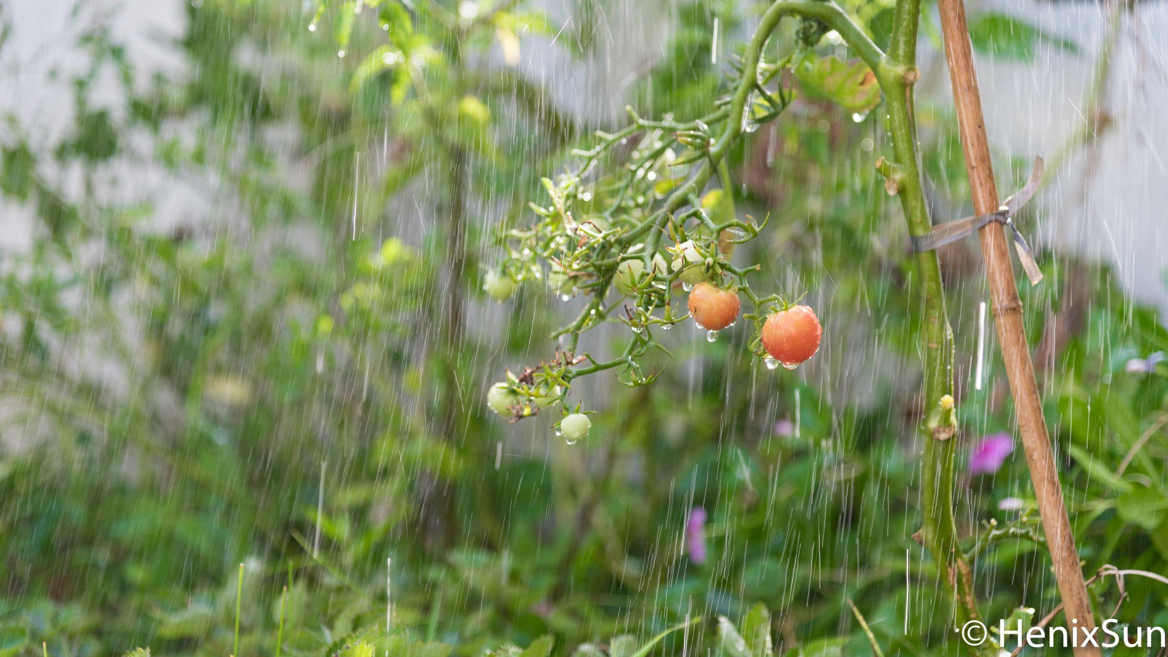 联排别墅与大平层优缺点对比_别墅院子维护与管理_别墅装电梯
